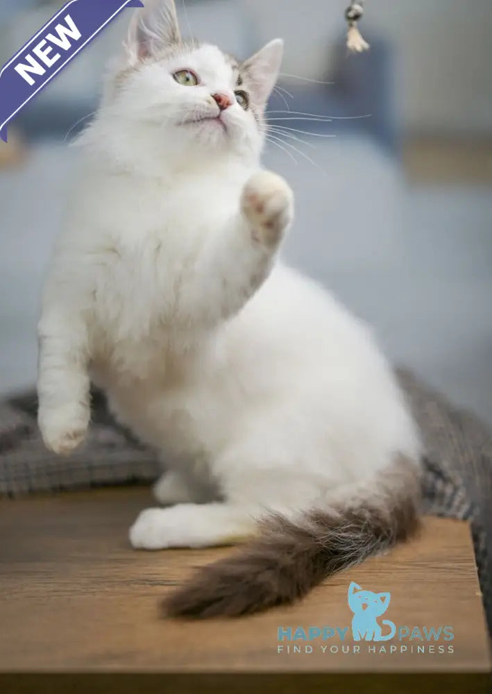 Lime Tart Munchkin male chocolate tabby van live animals