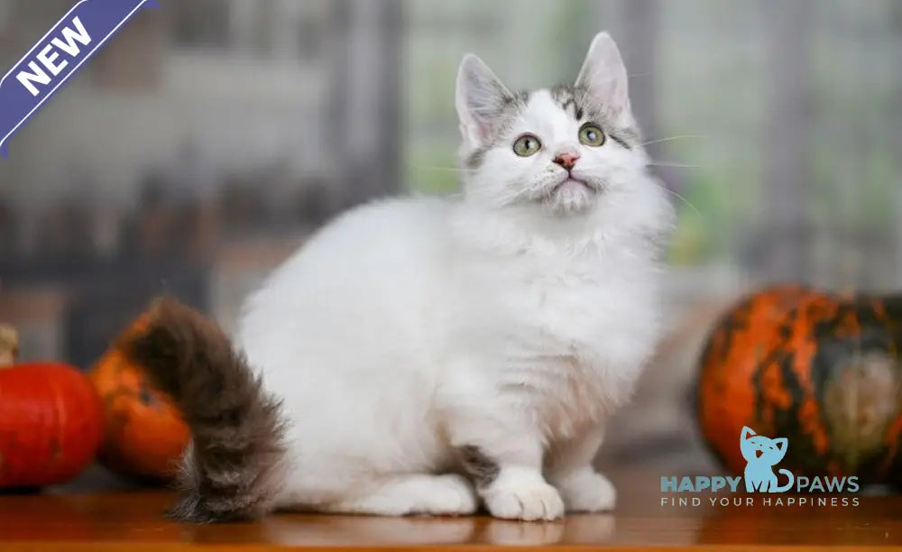 Lime Tart Munchkin male chocolate tabby van live animals