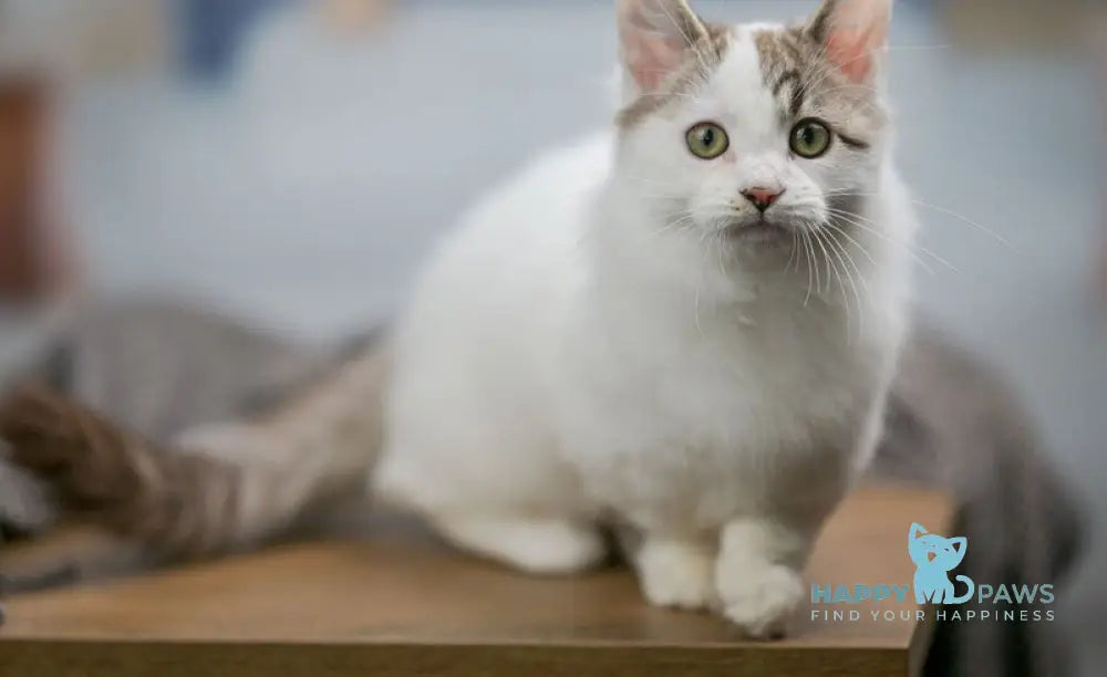 Lime Tart Munchkin male chocolate tabby van live animals