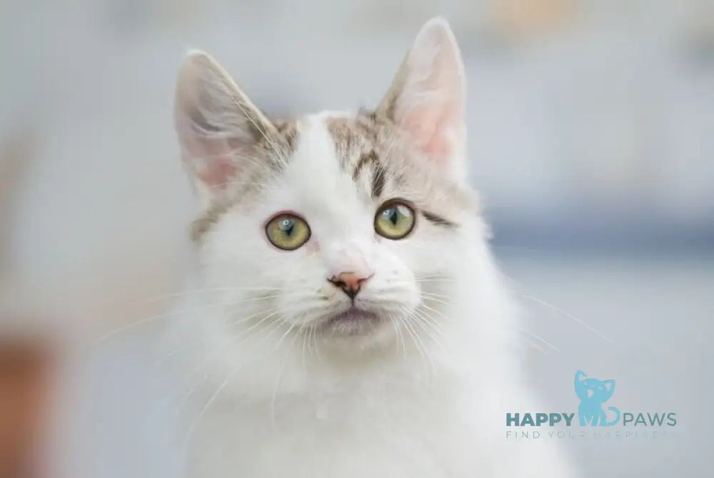 Lime Tart Munchkin male chocolate tabby van live animals