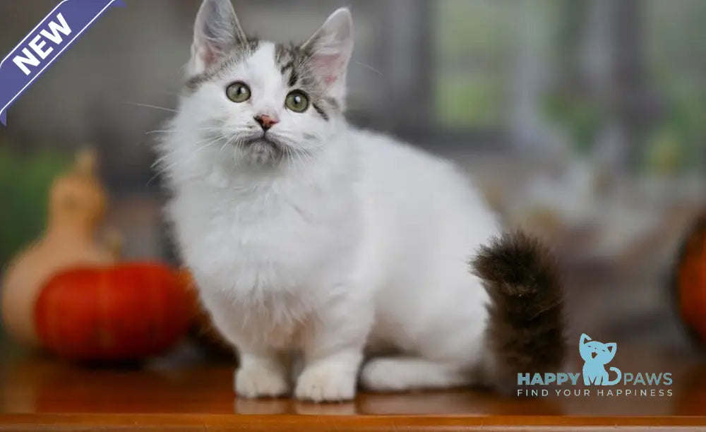 Lime Tart Munchkin male chocolate tabby van live animals