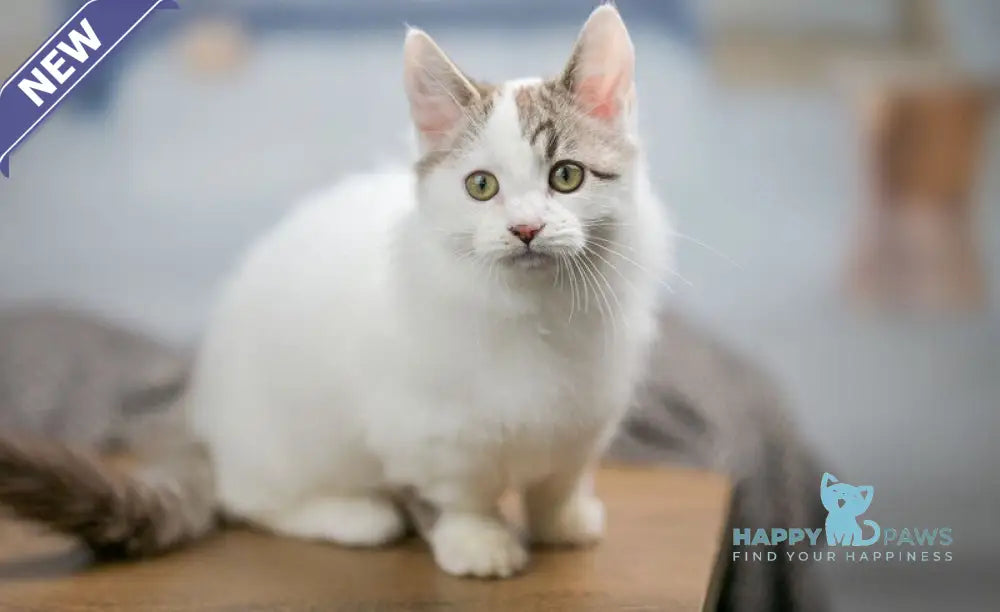 Lime Tart Munchkin male chocolate tabby van live animals