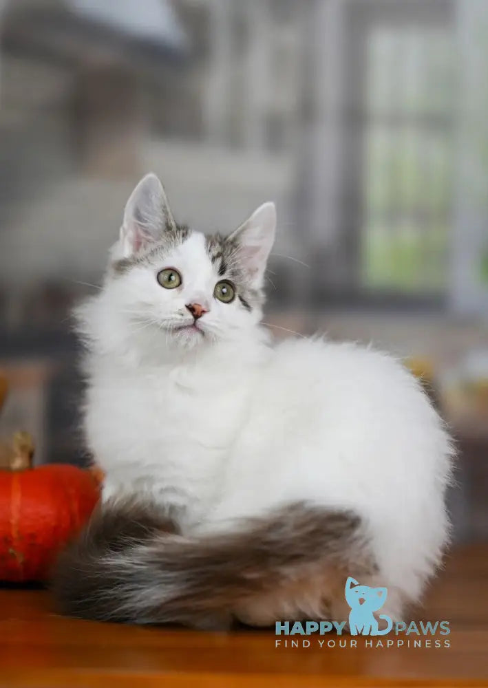 Lime Tart Munchkin male chocolate tabby van live animals