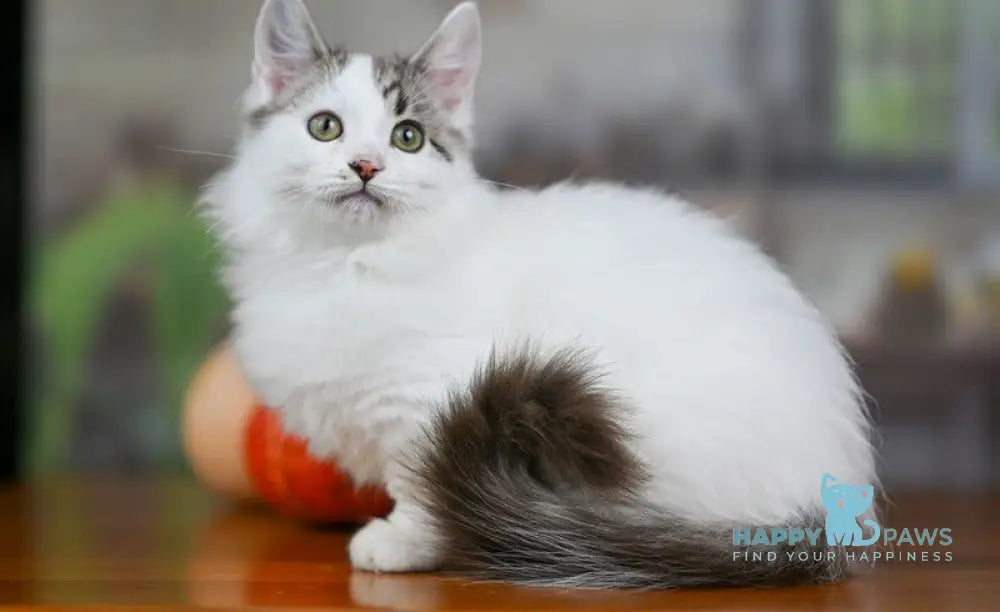 Lime Tart Munchkin male chocolate tabby van live animals