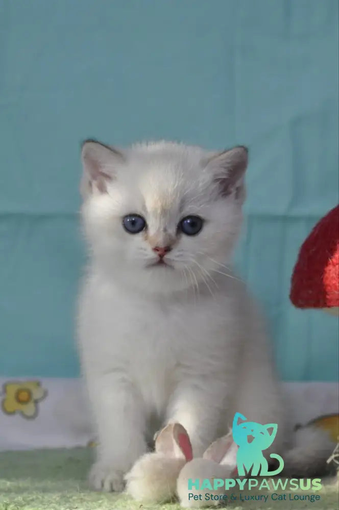 Limon British Shorthair male black golden shaded pointed - live animals