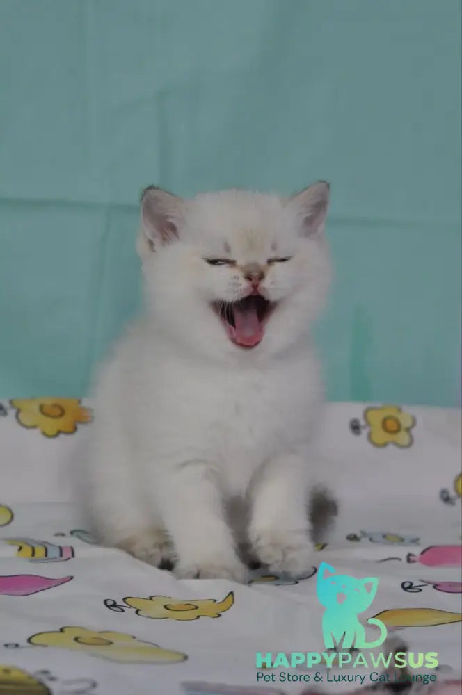 Limon British Shorthair male black golden shaded pointed - live animals