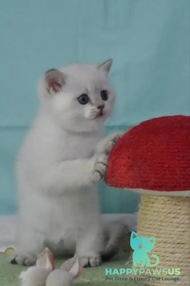 Limon British Shorthair male black golden shaded pointed - live animals