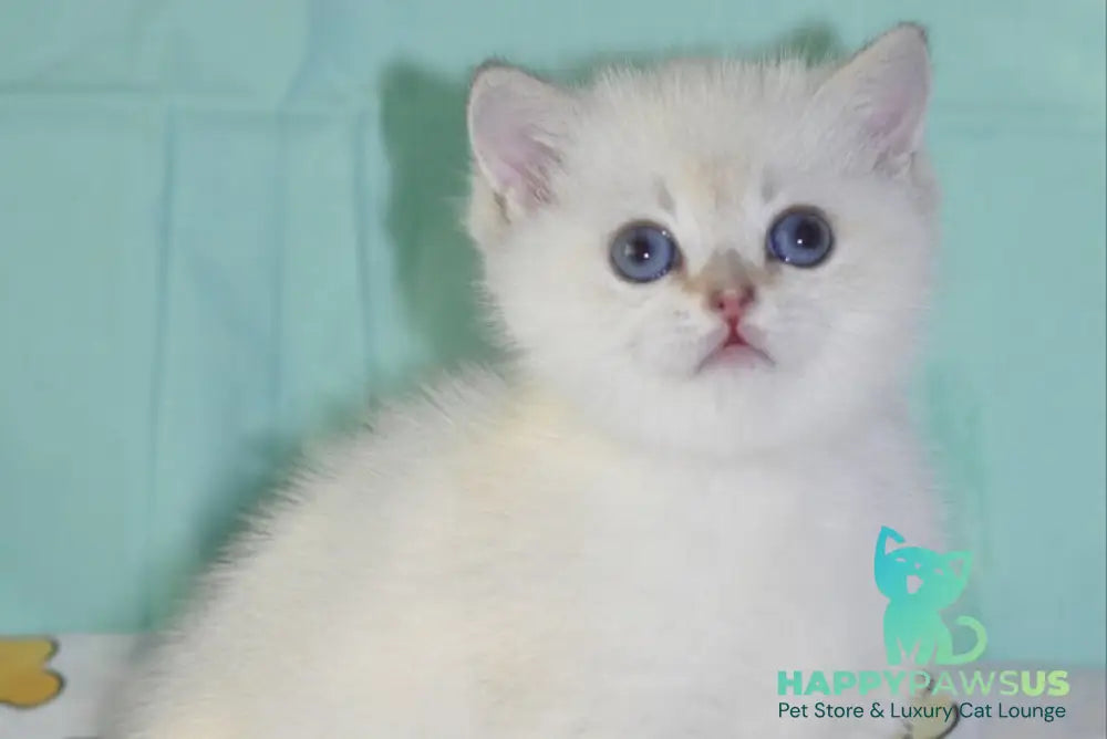 Limon British Shorthair male black golden shaded pointed - live animals