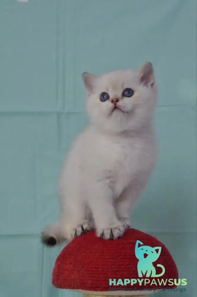 Limon British Shorthair male black golden shaded pointed - live animals
