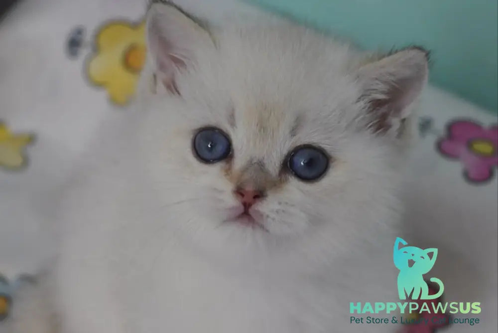 Limon British Shorthair male black golden shaded pointed - live animals