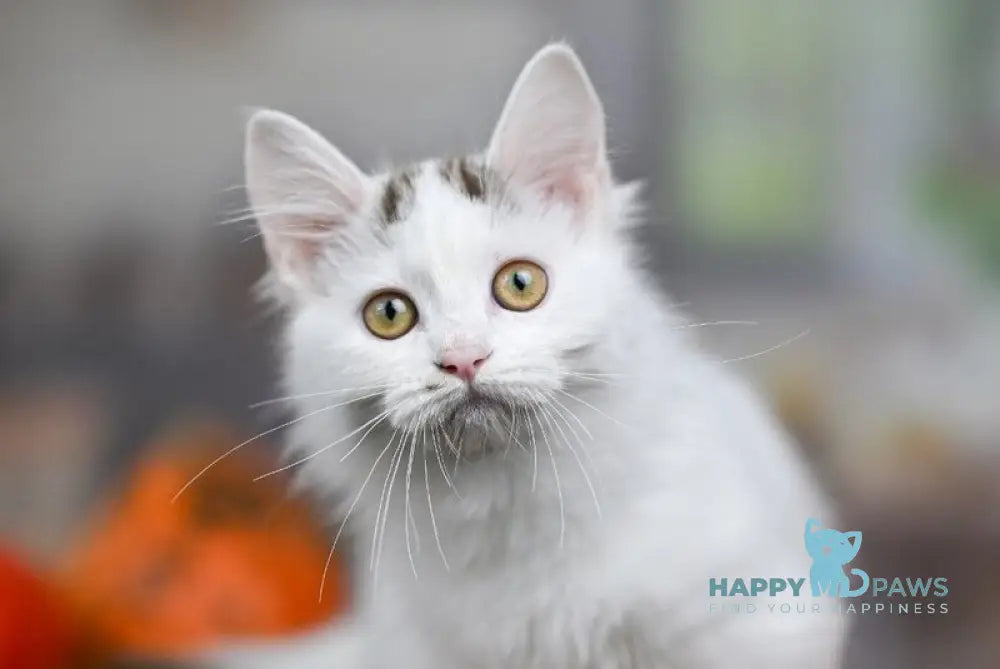 Limonchella Munchkin female chocolate tabby van live animals