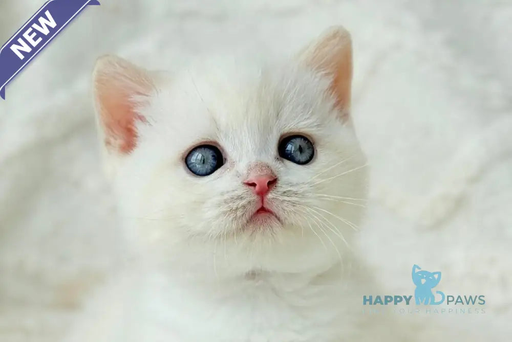 Limonchik Munchkin male red pointed live animals