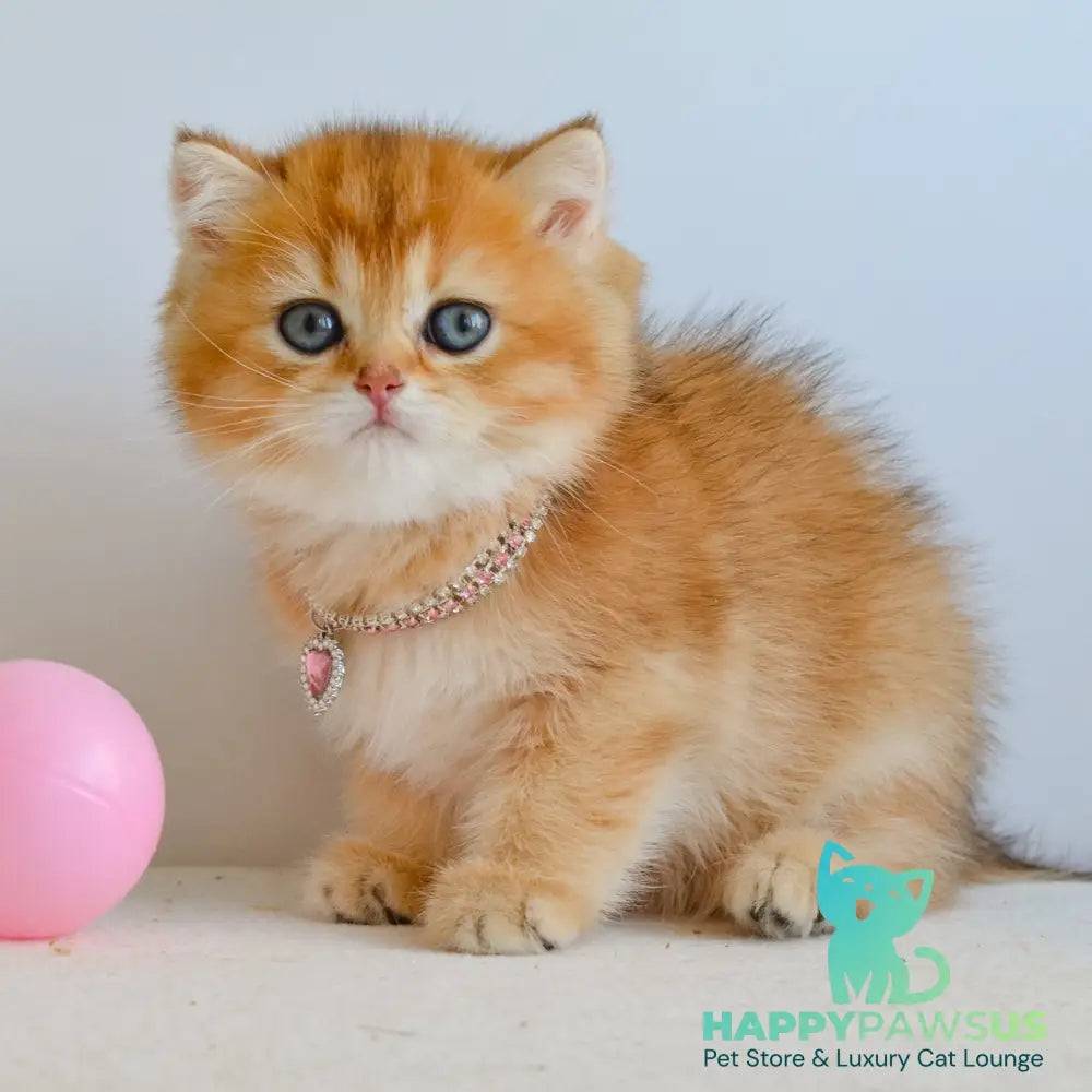 Lina British Shorthair female black golden shaded - live animals
