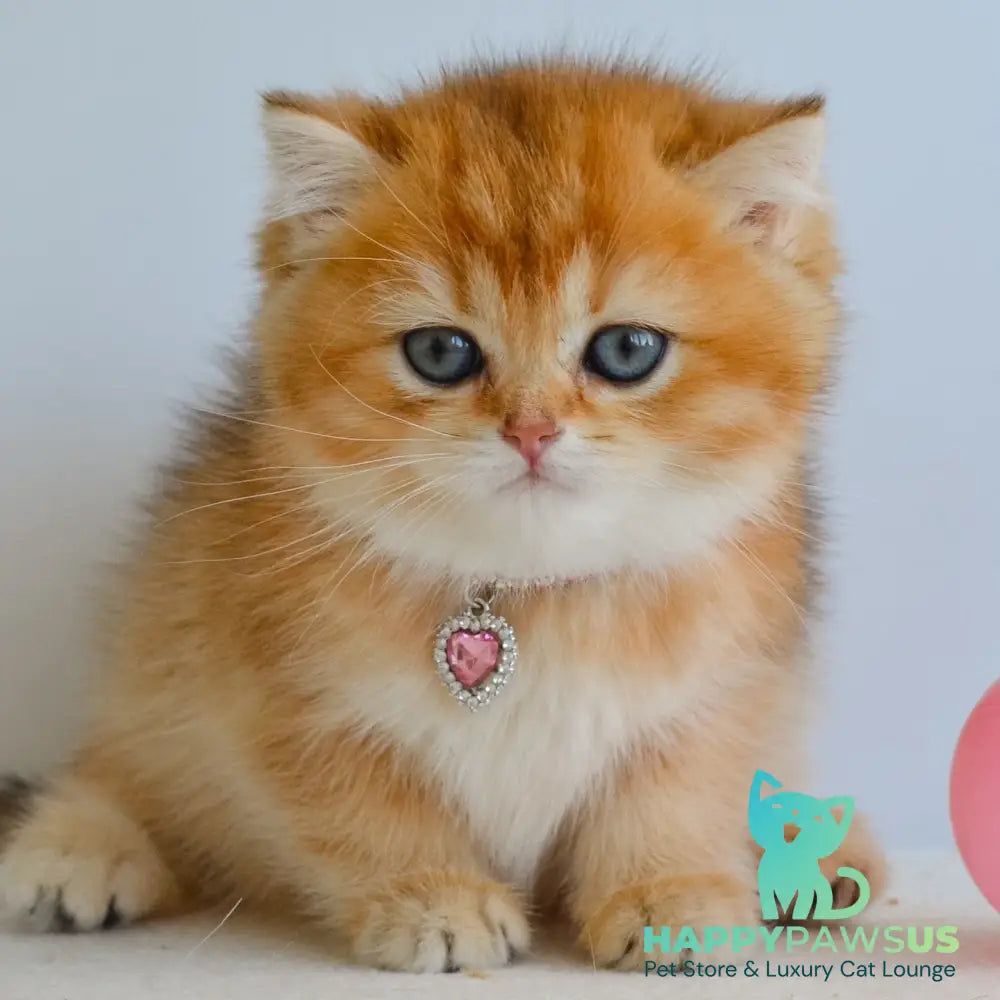Lina British Shorthair female black golden shaded - live animals