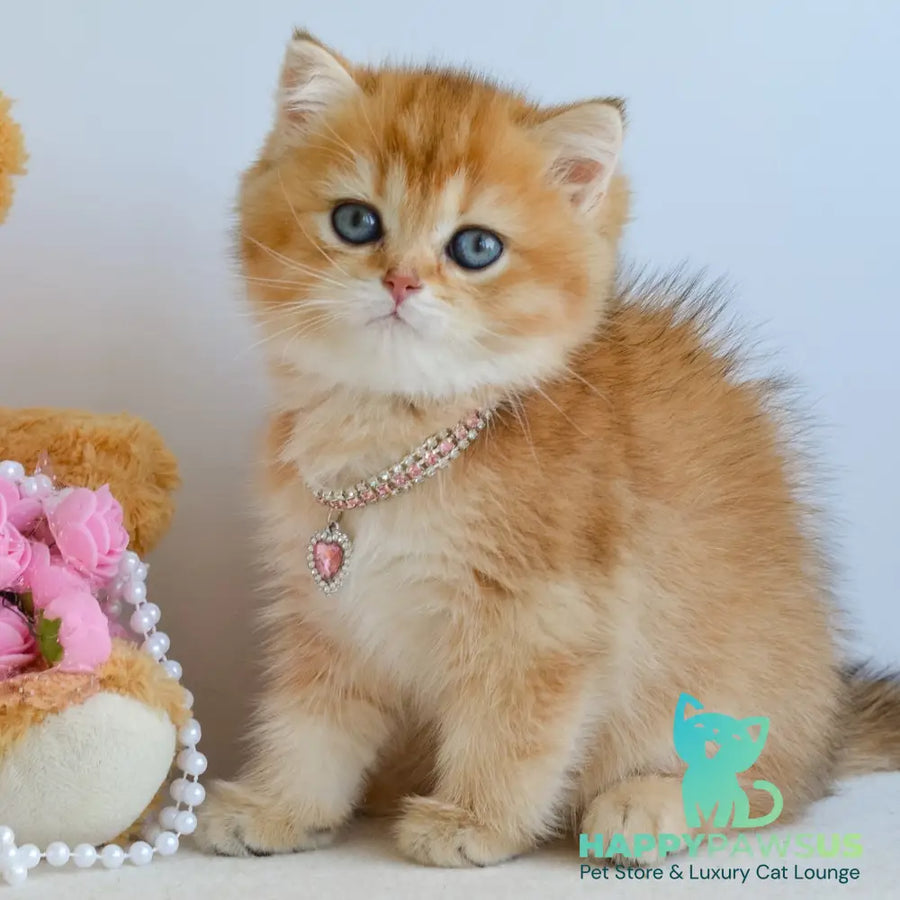 Lina British Shorthair female black golden shaded - live animals