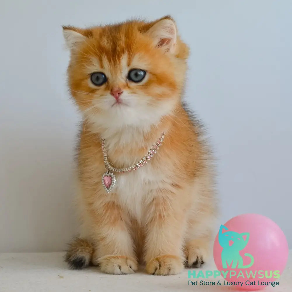 Lina British Shorthair female black golden shaded - live animals