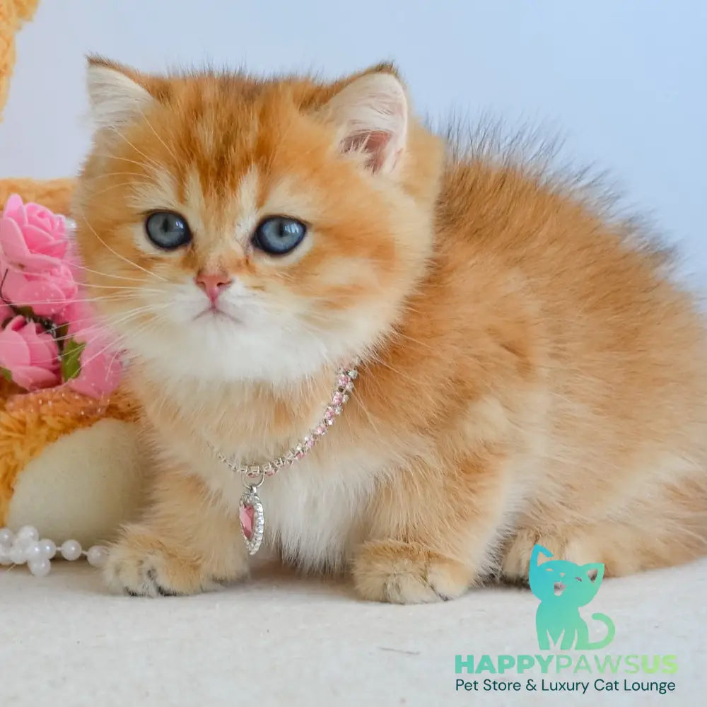 Lina British Shorthair female black golden shaded - live animals