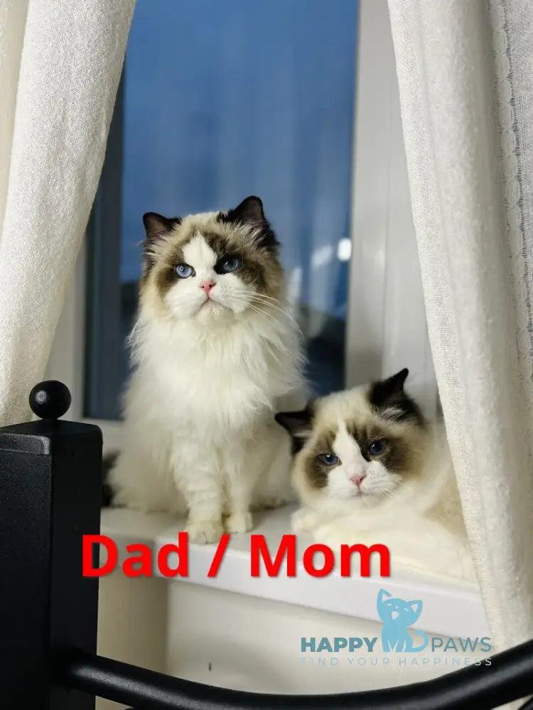 Lina Ragdoll female black bicolour live animals