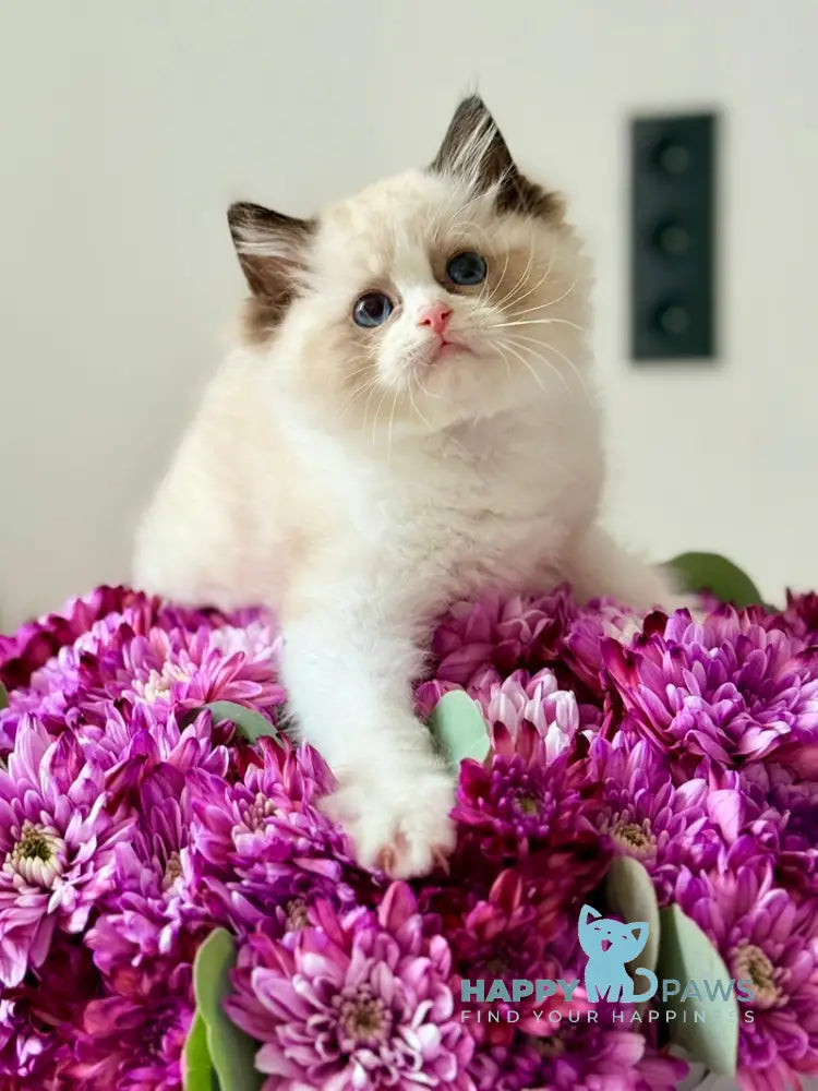 Lina Ragdoll female black bicolour live animals