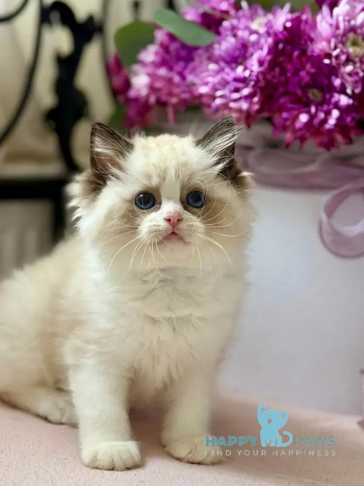 Lina Ragdoll female black bicolour live animals