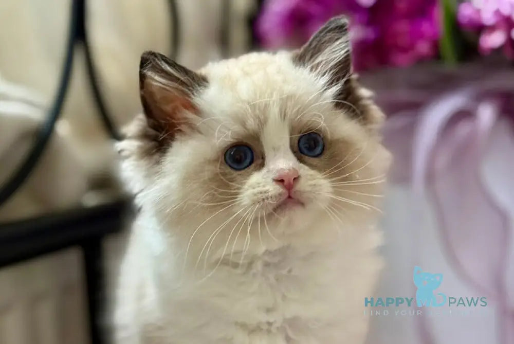 Lina Ragdoll female black bicolour live animals