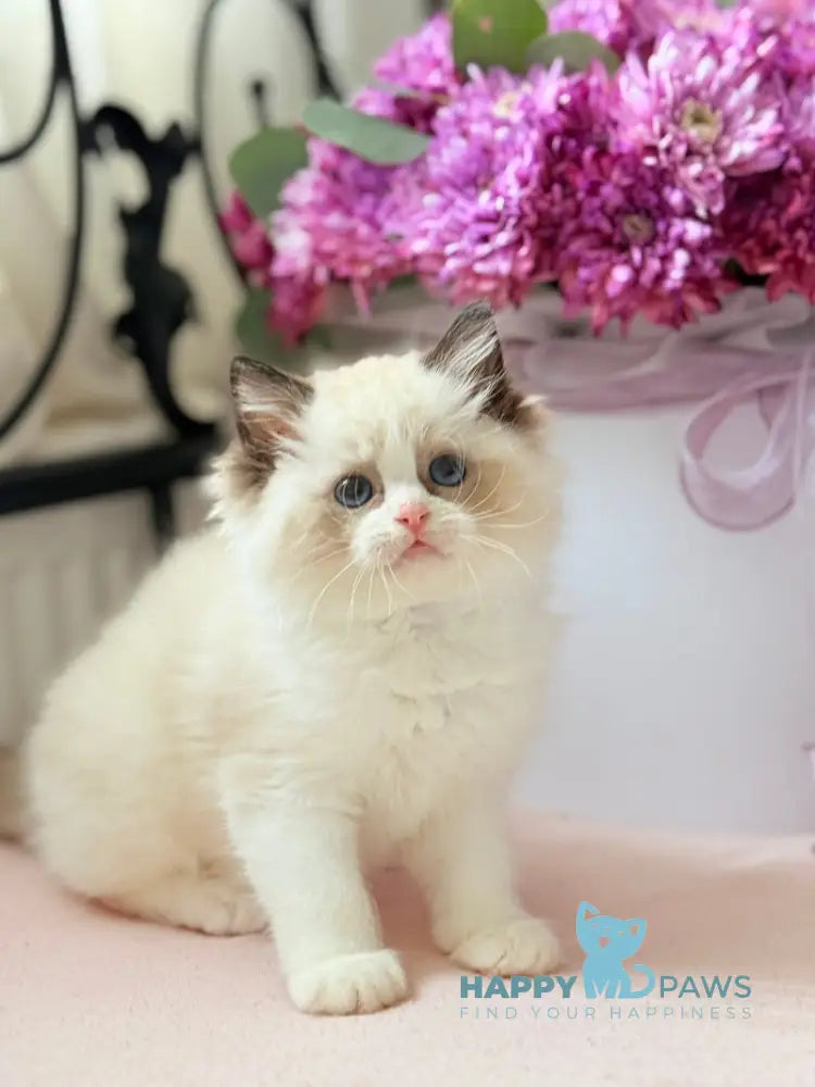 Lina Ragdoll female black bicolour live animals