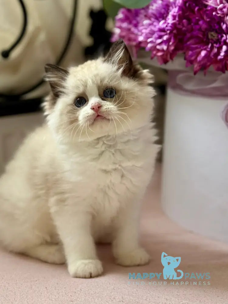 Lina Ragdoll female black bicolour live animals