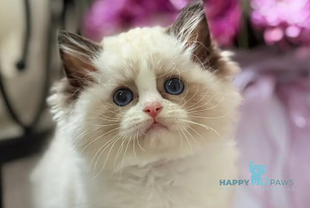 Lina Ragdoll female black bicolour live animals