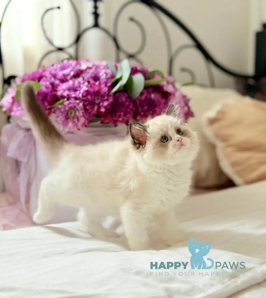 Lina Ragdoll female black bicolour live animals