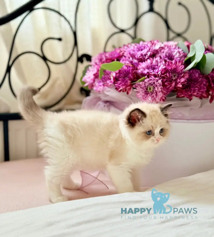 Lina Ragdoll female black bicolour live animals