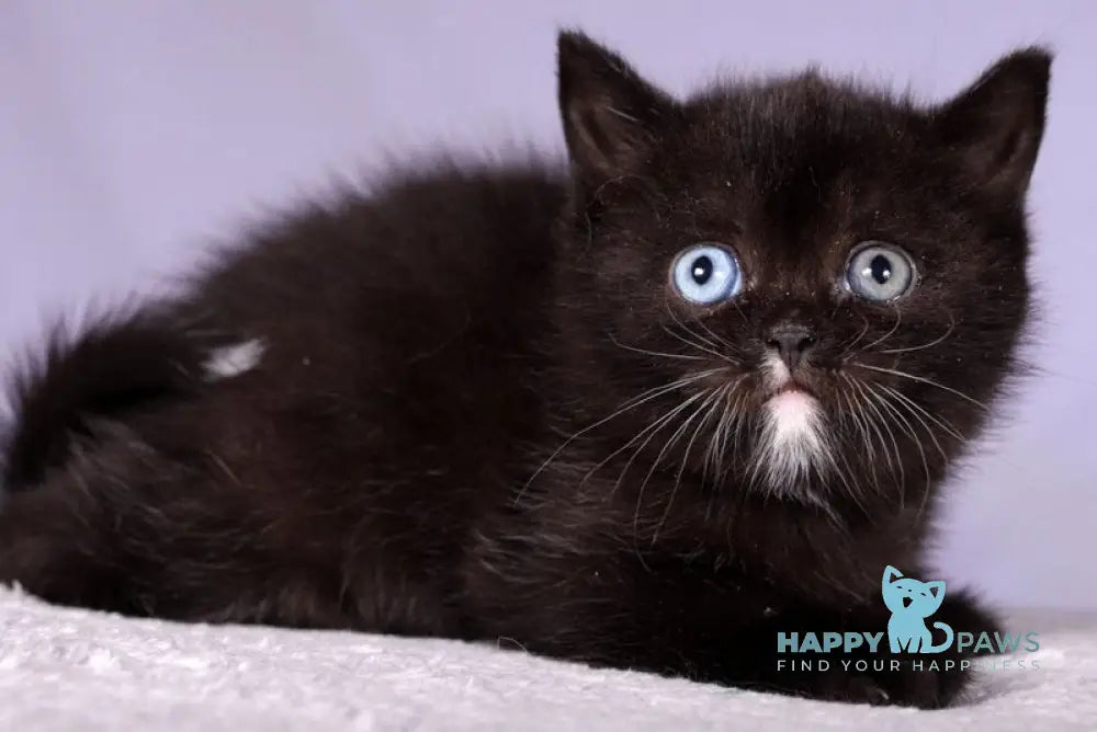 Lina Scottish Straight female black live animals