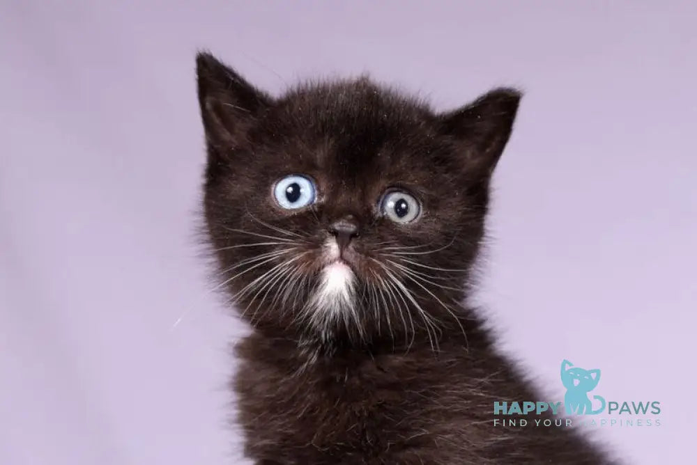 Lina Scottish Straight female black live animals