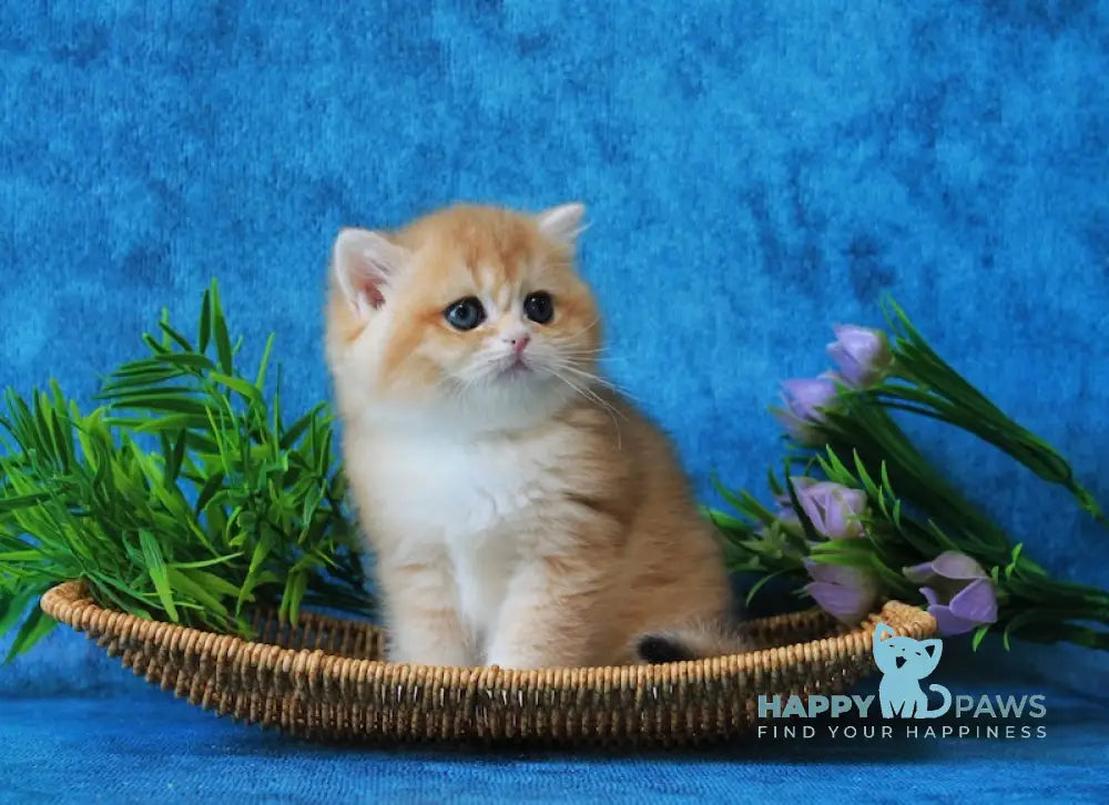 Linares British Shorthair female black golden chinchilla live animals