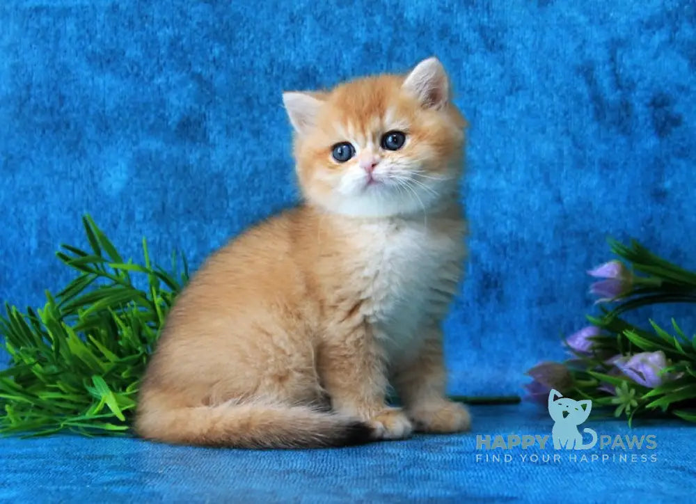 Linares British Shorthair female black golden chinchilla live animals