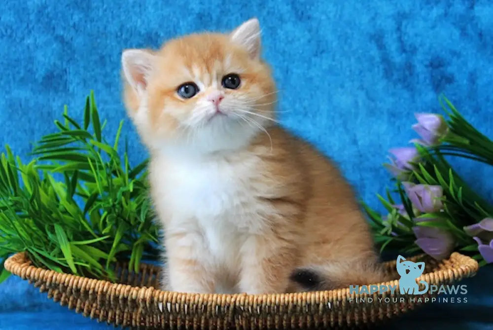 Linares British Shorthair female black golden chinchilla live animals