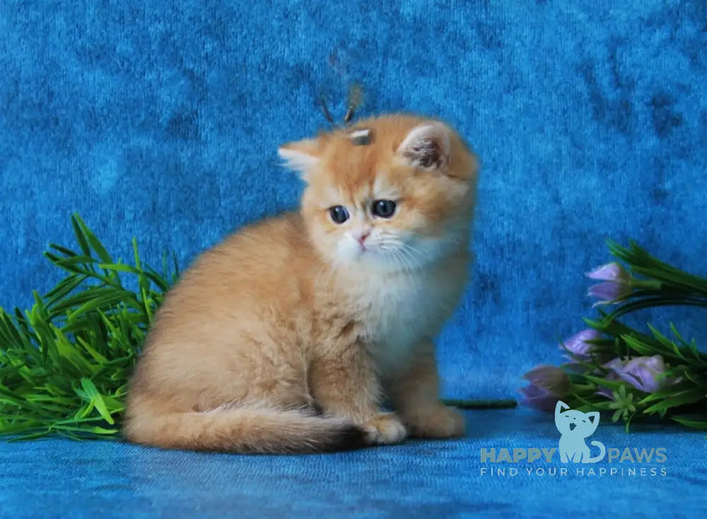 Linares British Shorthair female black golden chinchilla live animals
