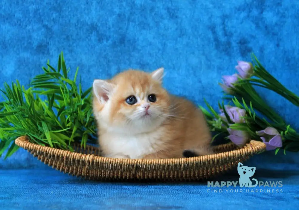 Linares British Shorthair female black golden chinchilla live animals