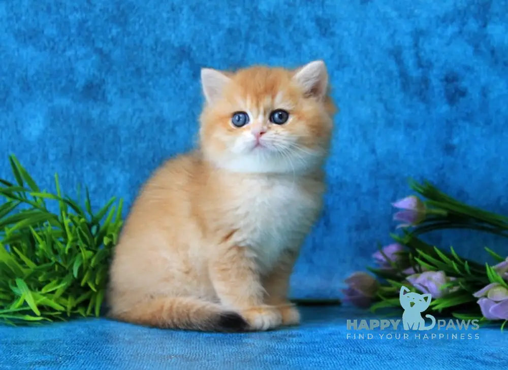Linares British Shorthair female black golden chinchilla live animals