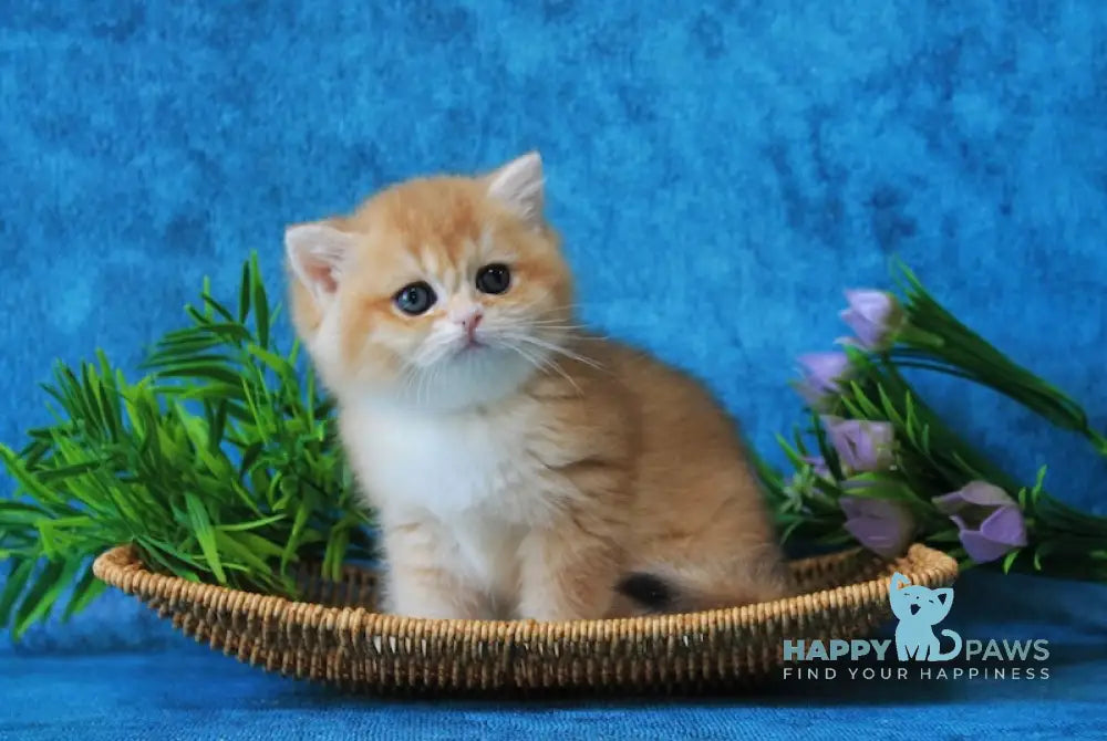 Linares British Shorthair female black golden chinchilla live animals