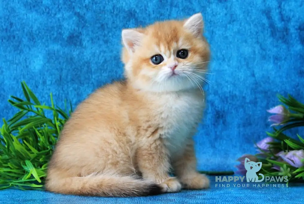 Linares British Shorthair female black golden chinchilla live animals