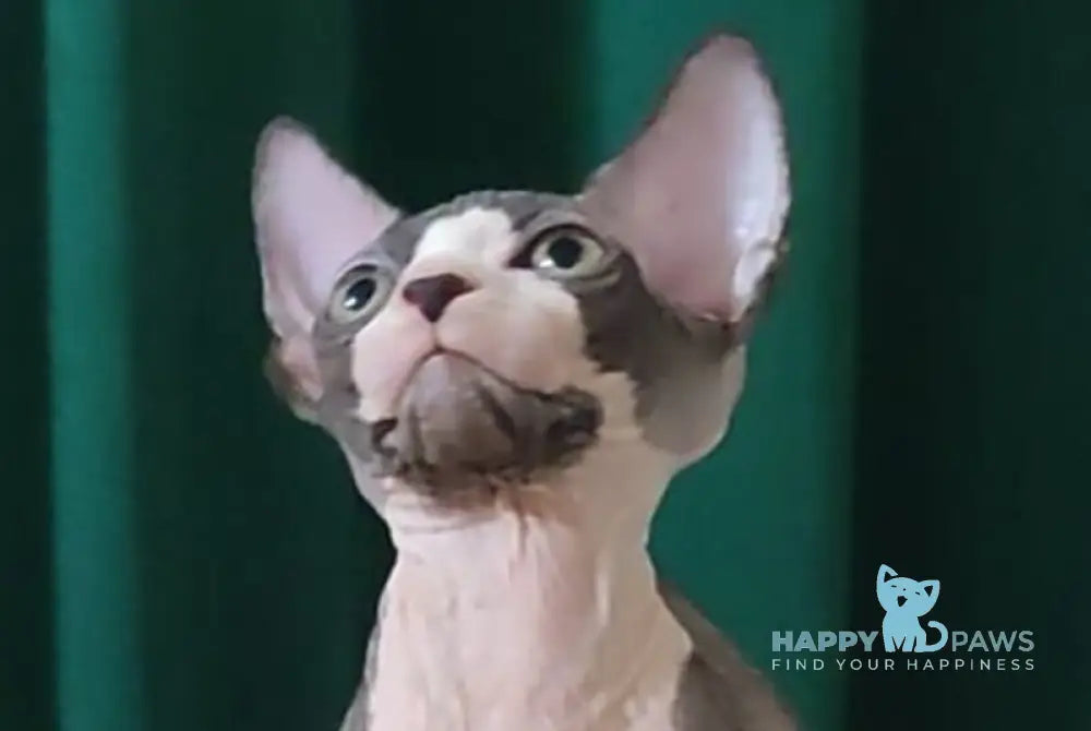 Lincoln Canadian Sphynx male black bicolour live animals