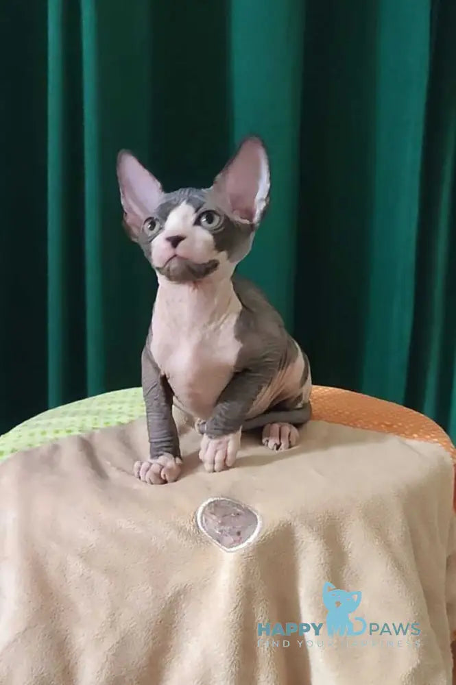 Lincoln Canadian Sphynx male black bicolour live animals