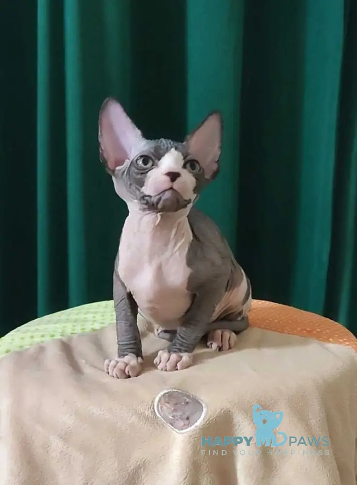 Lincoln Canadian Sphynx male black bicolour live animals