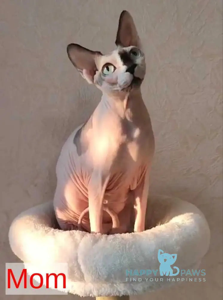 Lincoln Canadian Sphynx male black bicolour live animals