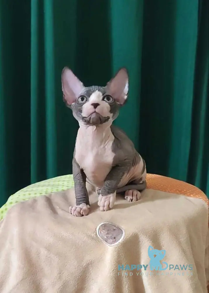 Lincoln Canadian Sphynx male black bicolour live animals