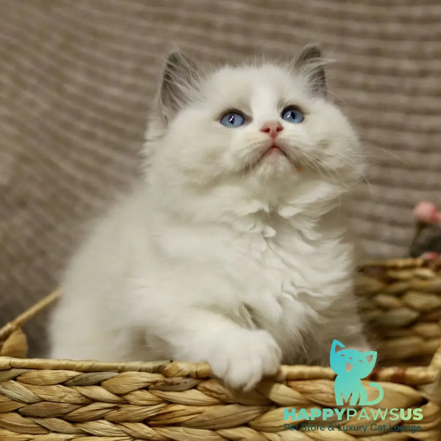 Lincoln Ragdoll male blue bicolour - live animals