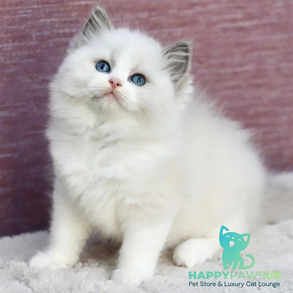 Lincoln Ragdoll male blue bicolour - live animals