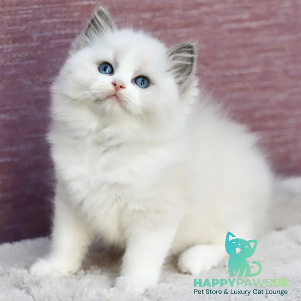 Lincoln Ragdoll male blue bicolour - live animals