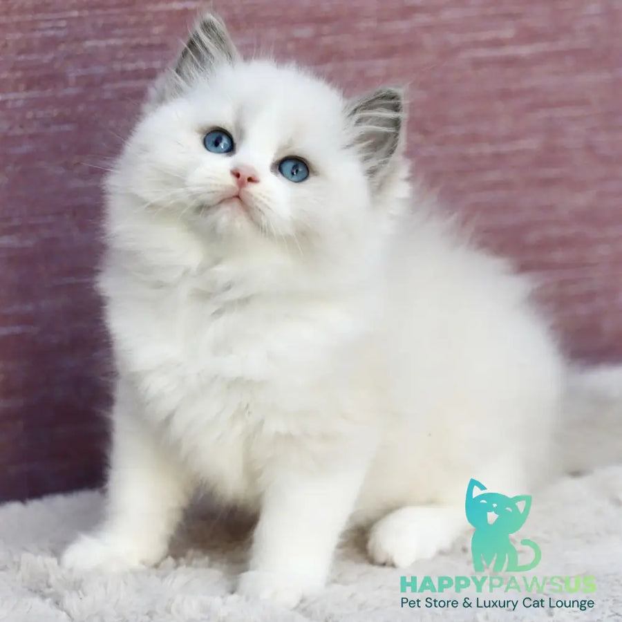 Lincoln Ragdoll male blue bicolour - live animals