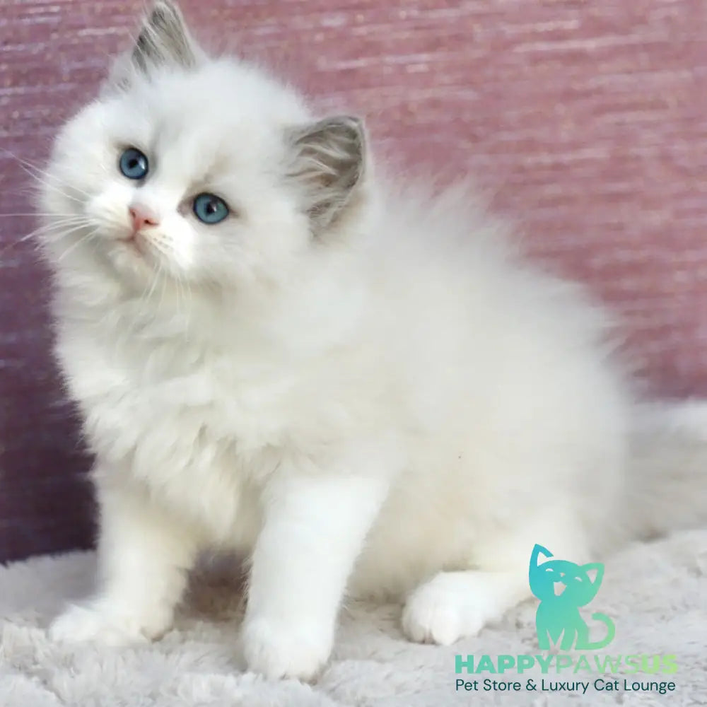 Lincoln Ragdoll male blue bicolour - live animals